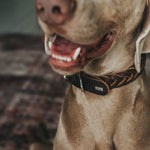 Black Hunter Solid Education Special Leather Dog Collar