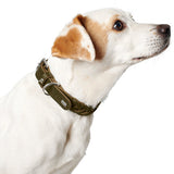 Olive Green Hunter Solid Education Special Leather Dog Collar