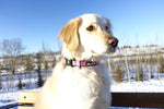 Pink Alcott Reflective Adventure Collar