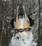 Orange Alcott Reflective Adventure Collar