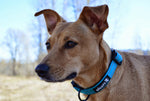 Blue Alcott Reflective Adventure Collar