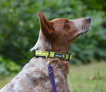 Green Alcott Reflective Adventure Collar