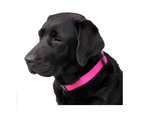 Red Dingo Plain Hot Pink Dog Collar