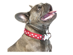 Red Dingo Red Star Dog Collar