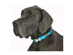 Red Dingo Plain Turquoise Dog Collar