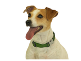 Red Dingo Plain Green Dog Collar