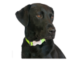 Red Dingo Plain Lime Green Dog Collar