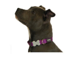 Red Dingo Plain Purple Dog Collar