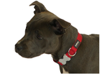 Red Dingo Plain Red Dog Collar