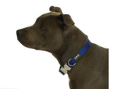 Red Dingo Plain Dark Blue Dog Collar